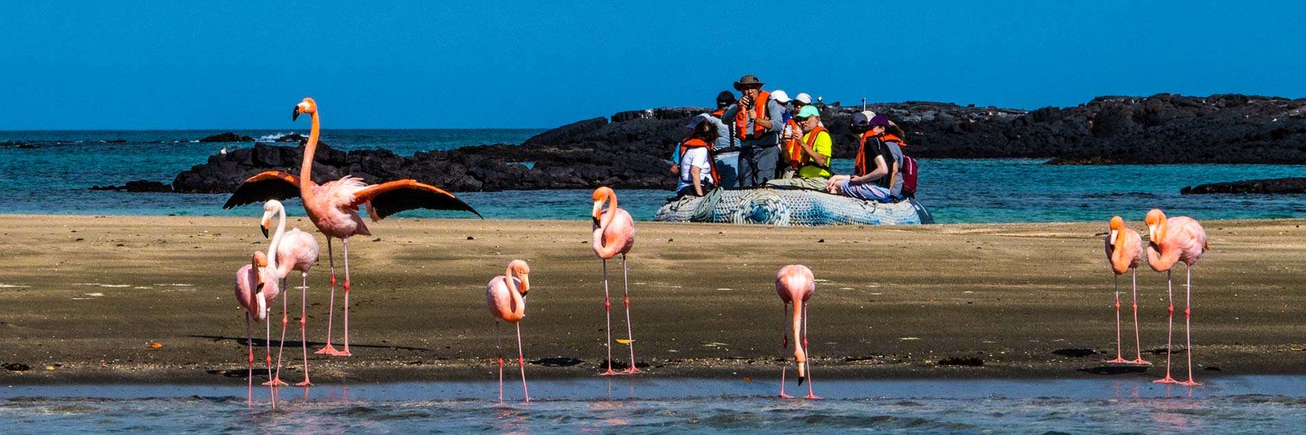Cost &  Travel: Why Is it So Expensive to Travel to Galapagos?